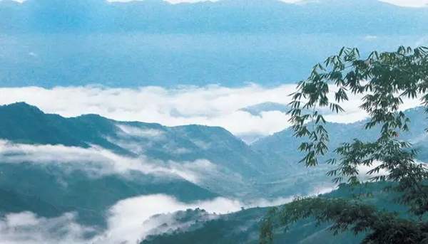 易武半部普洱茶历史,02年六大茶山易武普洱茶