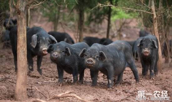 母猪难产人工掏后产道受损怎么办,母猪产道畸形难产怎么办