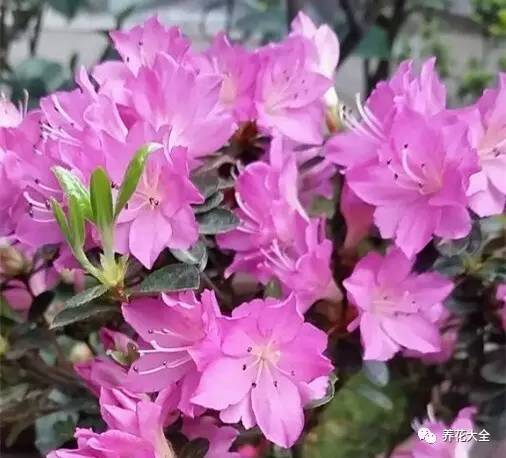 最美大杜鹃花图片,中国最美天然杜鹃花