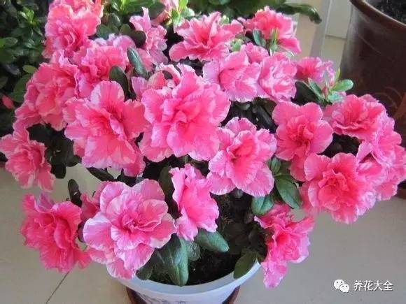 最美大杜鹃花图片,中国最美天然杜鹃花