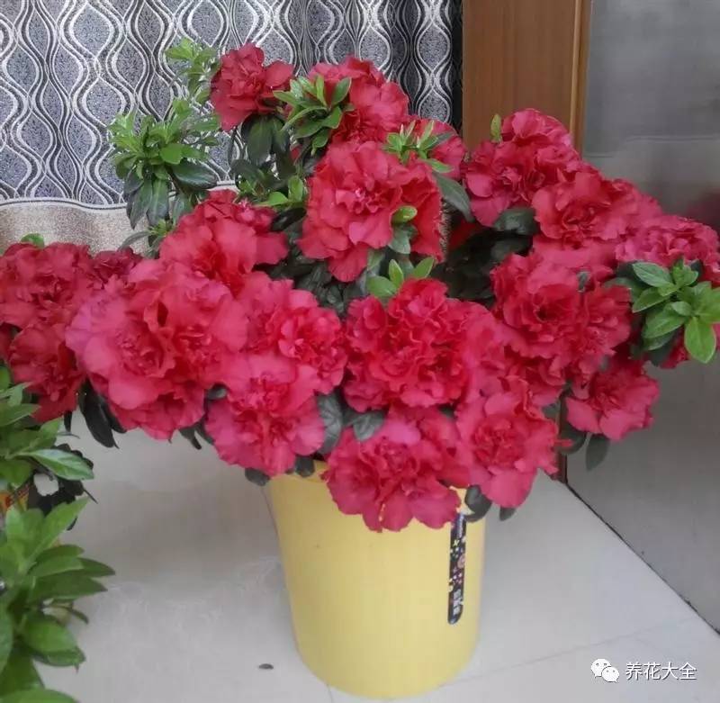 最美大杜鹃花图片,中国最美天然杜鹃花