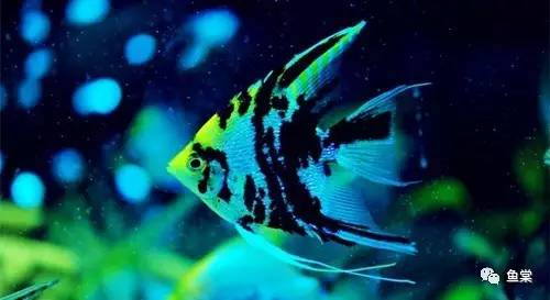 水草缸养小型热带鱼用多大的缸好,水草缸适合混养哪些小型热带鱼