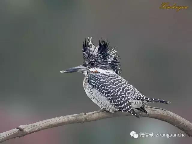 生物分类方法和技巧,最全生物分类