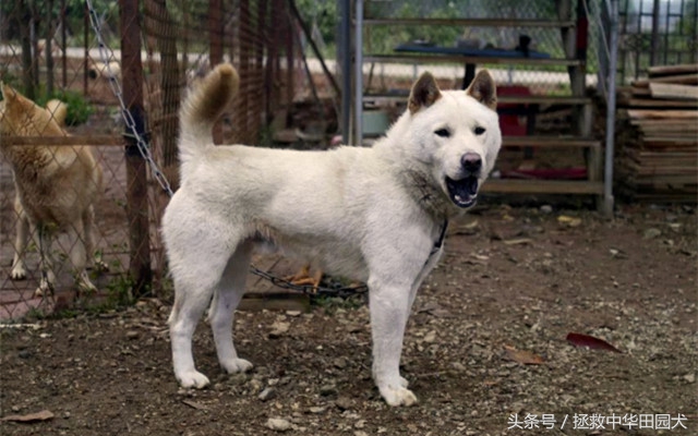 广西土猎和中华田园犬,贵州土猎犬和广西土猎