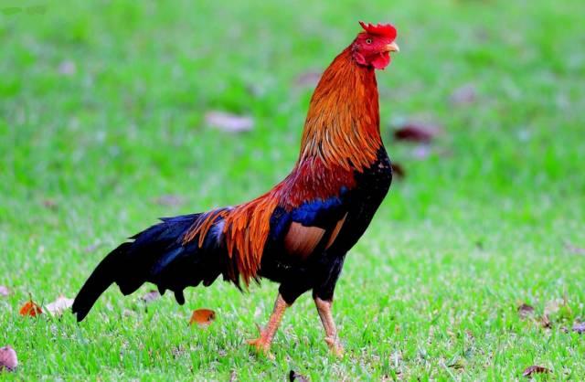 云南十大漂亮的鸡,云南第一生态鸡