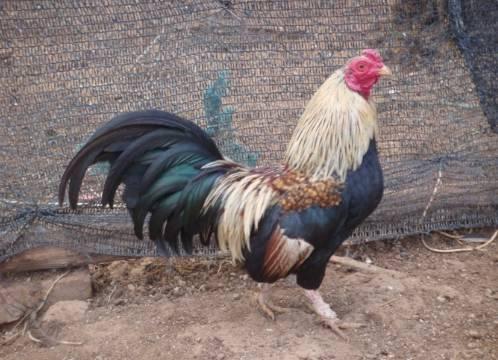 云南十大漂亮的鸡,云南第一生态鸡