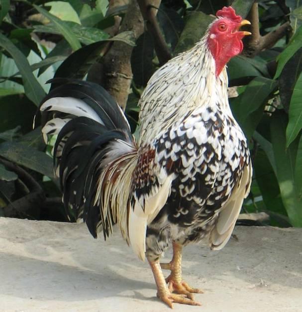 云南十大漂亮的鸡,云南第一生态鸡