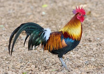 云南十大漂亮的鸡,云南第一生态鸡