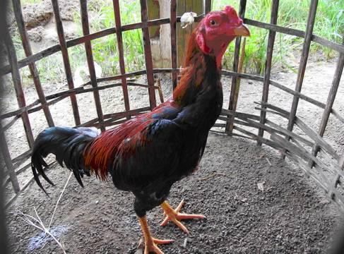 云南十大漂亮的鸡,云南第一生态鸡
