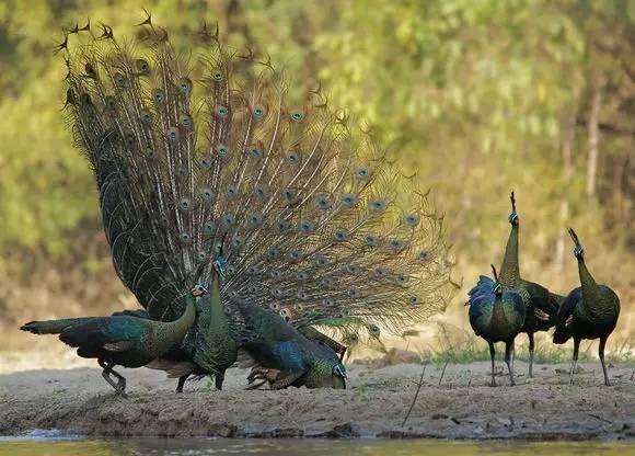 云南十大漂亮的鸡,云南第一生态鸡