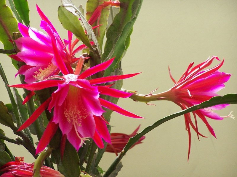 令箭荷花图片大全盆栽,令箭荷花盆栽图片大全