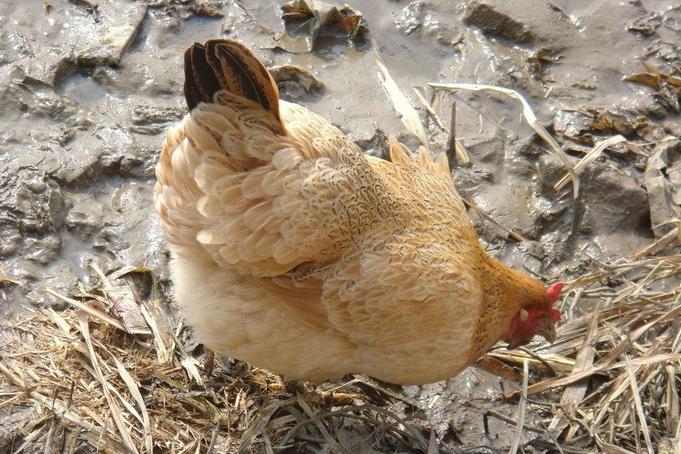 公鸡母鸡战斗鸡是什么鸡,公鸡母鸡小时候的区别
