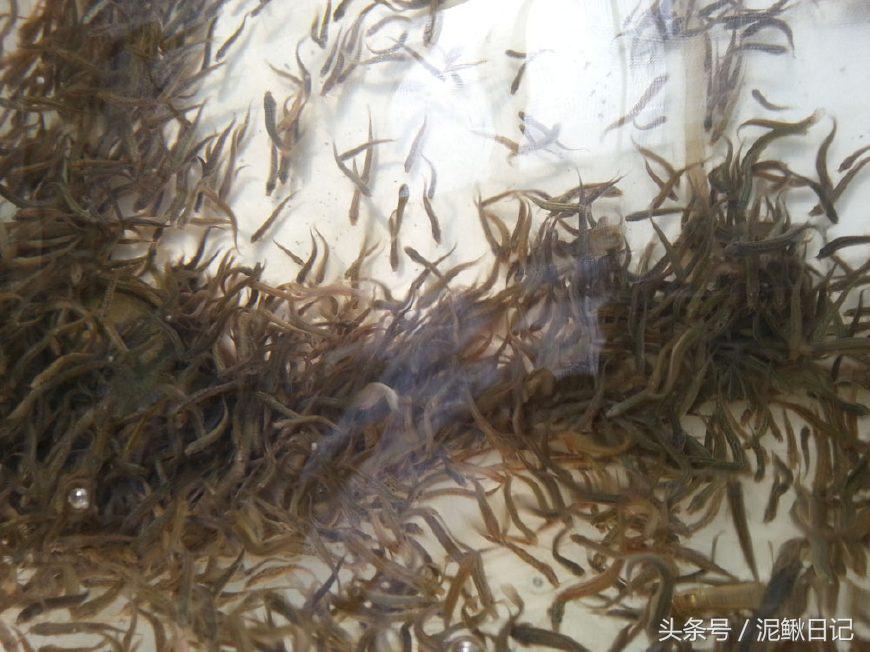 养泥鳅有什么猫腻,泥鳅养殖骗局大揭秘视频