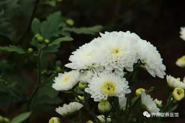 各种菊花的不同功效,菊花的功效各不同别用错了
