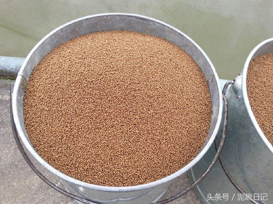 泥鳅养殖技术与投资,泥鳅是沉型还是浮型