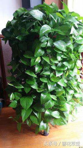 酱油加水浇绿萝怎么绿萝变黄叶了,绿萝叶子发黄怎么办用什么方法