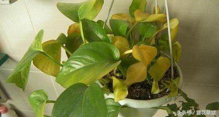 酱油加水浇绿萝怎么绿萝变黄叶了,绿萝叶子发黄怎么办用什么方法