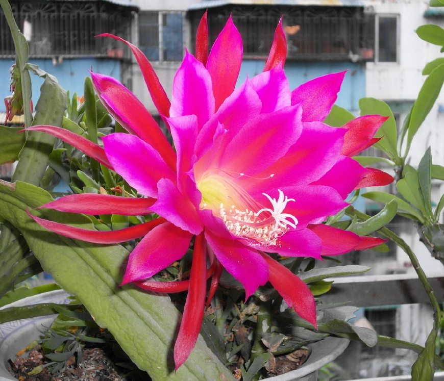 令箭荷花图片大全盆栽,令箭荷花盆栽图片大全