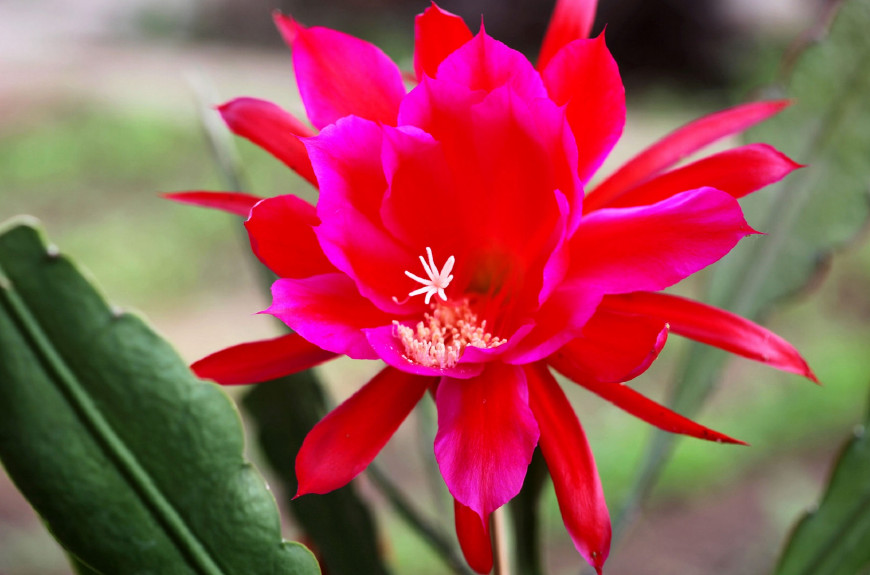 令箭荷花图片大全盆栽,令箭荷花盆栽图片大全