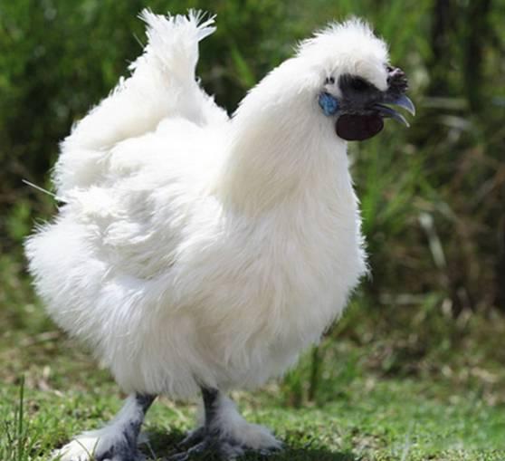 云南十大漂亮的鸡,云南第一生态鸡