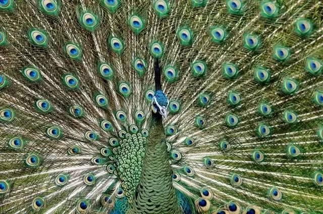 云南十大漂亮的鸡,云南第一生态鸡