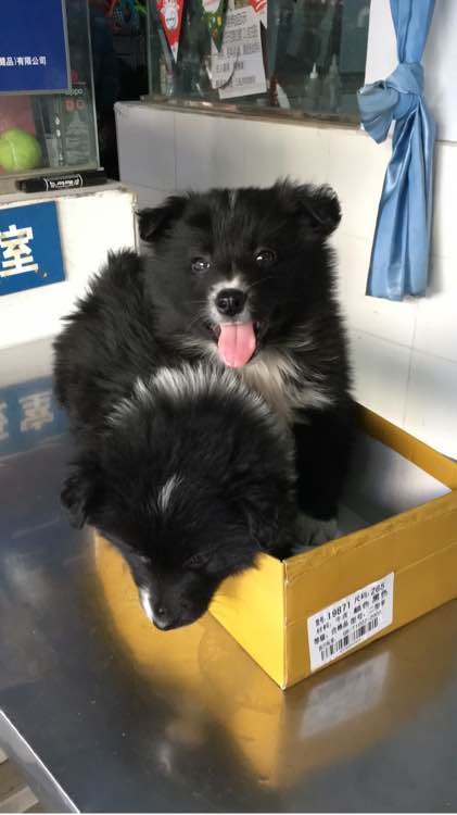 美女花1万多买中亚牧羊犬,妹子花1万多买的狗跑丢