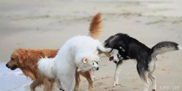 哈士奇再战萨摩耶，两傻相争必有一伤呐~这眼神亮了！