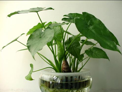 寓意好又能净化空气的绿植，给家里带来好运财运！