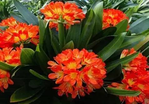 过年好看的年宵花,年宵花摆什么好看