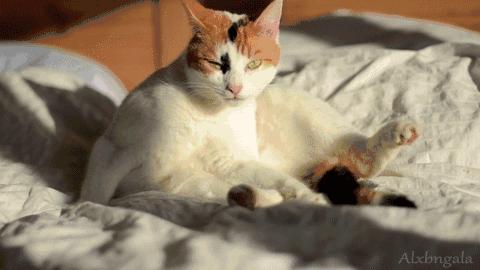 胆小猫咪家里突然发现陌生人,胆小的猫咪到家多久才适应