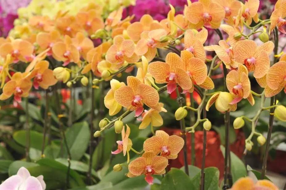 过年好看的年宵花,年宵花摆什么好看