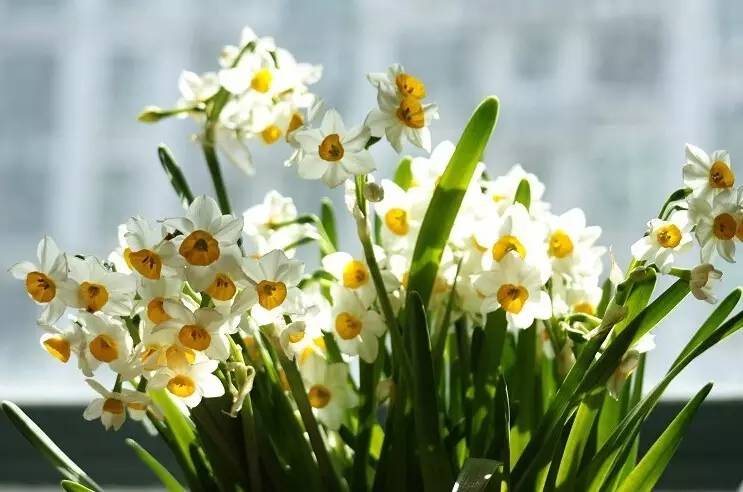 过年好看的年宵花,年宵花摆什么好看