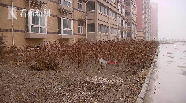 46幢住宅楼的“惠农工程”开工6年疑“烂尾”农民在小区绿化地上放羊开荒