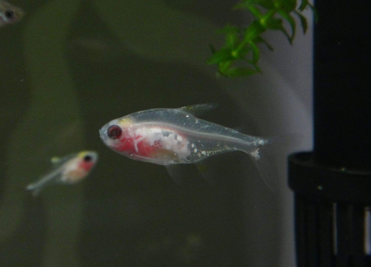 人见人爱的观赏鱼,金波子鱼观赏鱼