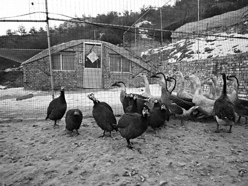 雁鹅怕不怕黄鼠狼,雁鹅可以预防黄鼠狼进家吗