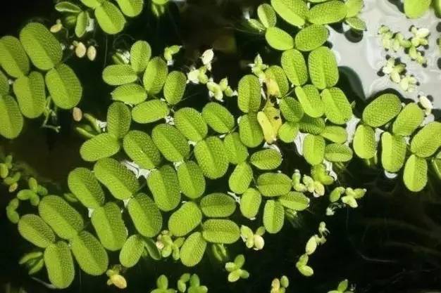 景观植物清单大全图解,河道景观种植植物