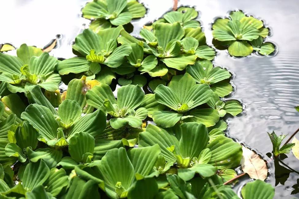 景观植物清单大全图解,河道景观种植植物