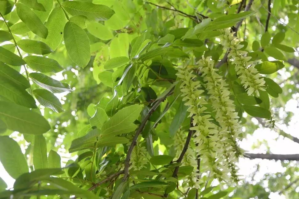 景观植物清单大全图解,河道景观种植植物