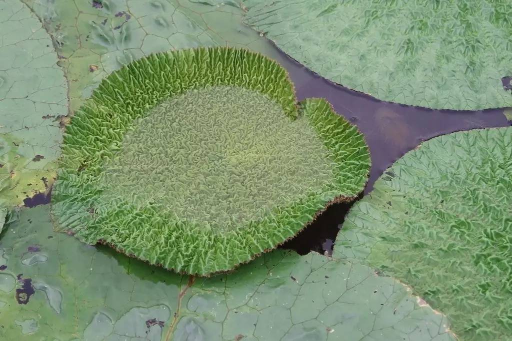 景观植物清单大全图解,河道景观种植植物