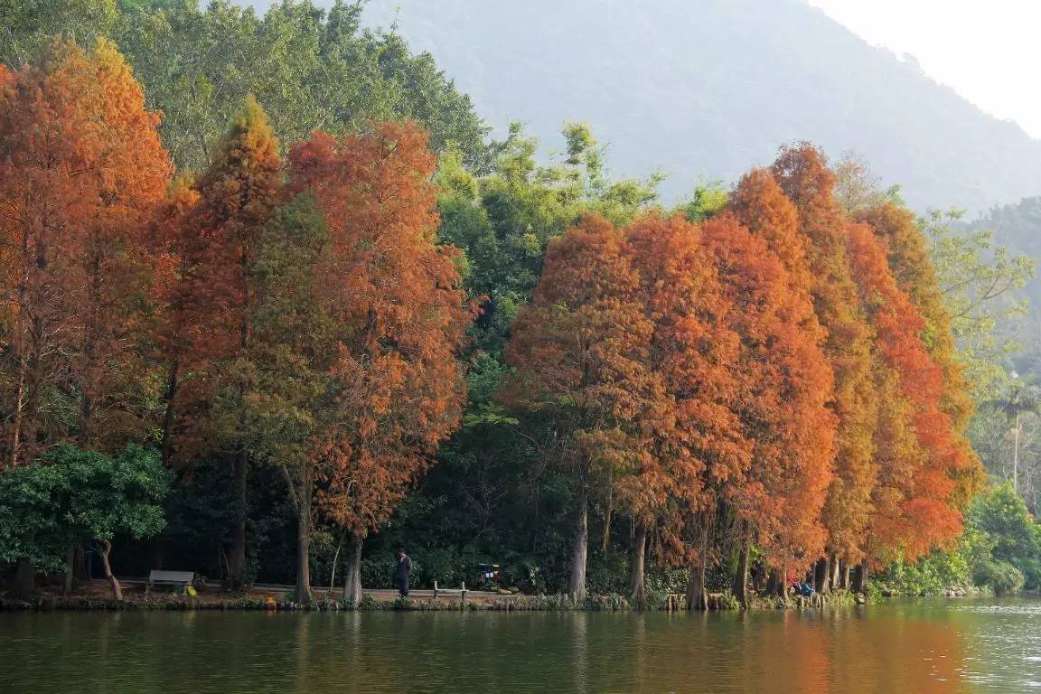 景观植物清单大全图解,河道景观种植植物