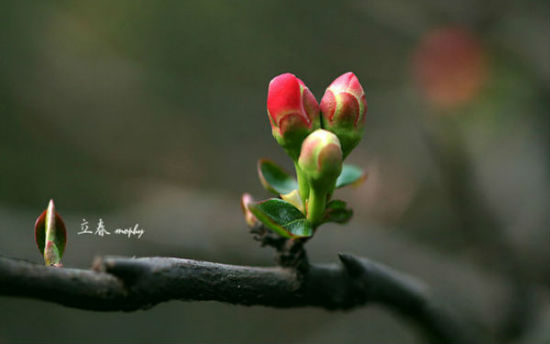 2月3日立春，百年一遇！可这只是神奇鸡年的开始……