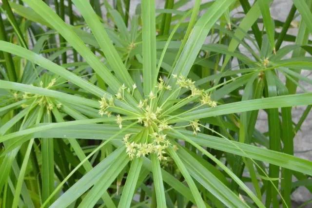 景观植物清单大全图解,河道景观种植植物