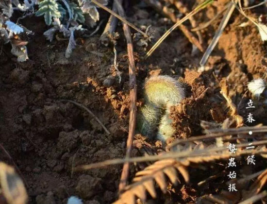 2月3日立春，百年一遇！可这只是神奇鸡年的开始……