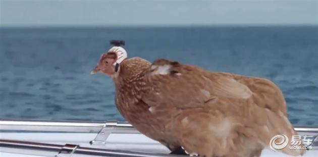 鸡在汽车界都扮演过什么样的角色？