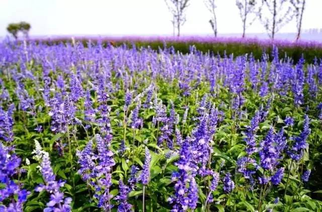 苏州迪士尼旅游景点有哪些,苏州乐园游玩攻略最新