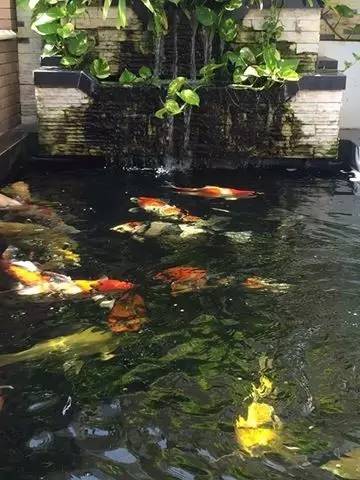 解决锦鲤疾病,锦鲤最佳治愈方法