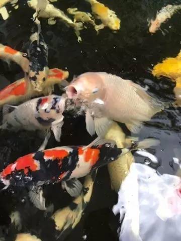 解决锦鲤疾病,锦鲤最佳治愈方法