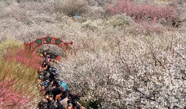 苏州园区赏梅攻略,何时去苏州赏梅最佳