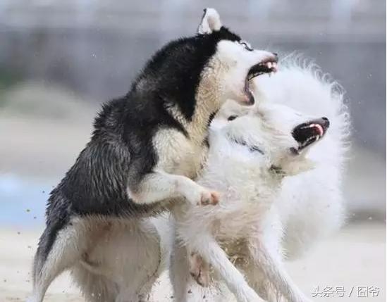 哈士奇再战萨摩耶，两傻相争必有一伤呐~这眼神亮了！