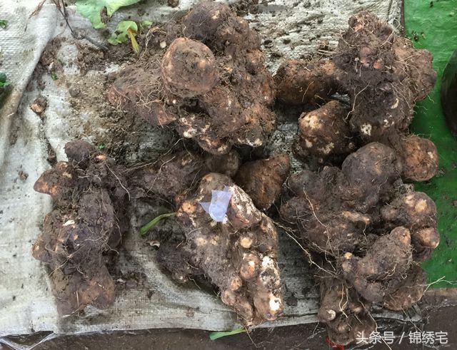 在北方不容易买到的时令蔬菜,这些特点蔬菜你见过吗